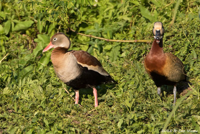 Black-bellied-Whistling-Duck.jpg
