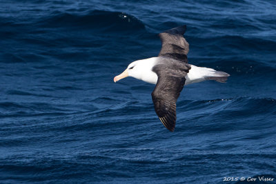Black-browed-Albatross-4.jpg