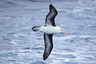 Black-browed-Albatross.jpg