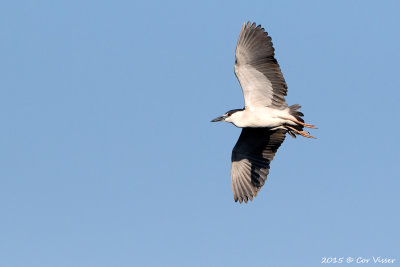 Black-crowned-Night-Heron.jpg