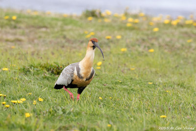 Blackfaced-Ibis-2.jpg
