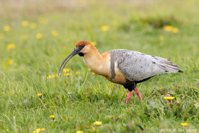 Blackfaced-Ibis-3.jpg