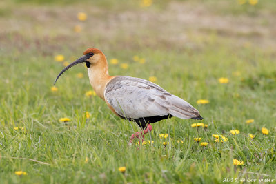 Blackfaced-Ibis-4.jpg