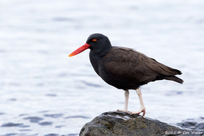 Blackish-Oystercatcher-2.jpg