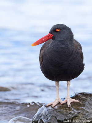 Blackish-Oystercatcher.jpg