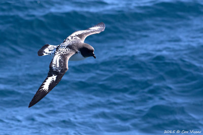 Cape-Petrel-2.jpg
