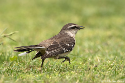 Chalked-browed Mockingbird (2).jpg