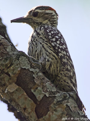 Checkered-Woodpecker.jpg