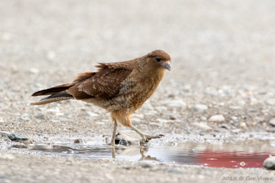 Chimango-Caracara-2.jpg