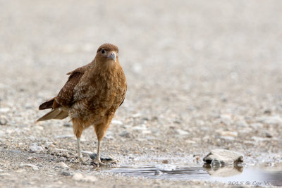 Chimango-Caracara.jpg