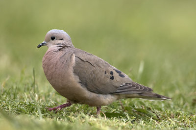 Eared Dove.jpg