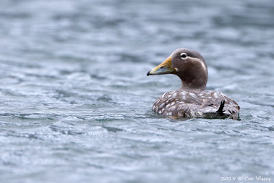 Flying-Steamer-Duck-2.jpg