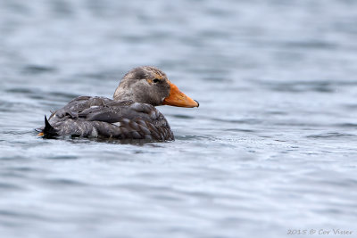 Flying-Steamer-Duck-3.jpg