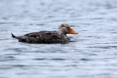 Flying-Steamer-Duck-4.jpg