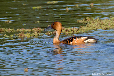 Fulvous-Whistling-Duck-2.jpg