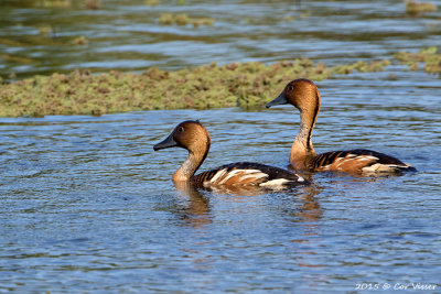 Fulvous-Whistling-Duck.jpg