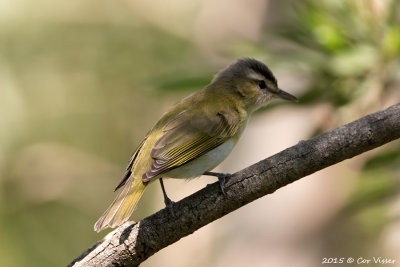 Golden-Crowned-Warbler.jpg