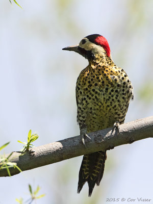 Green-barred-Woodpecker-3.jpg