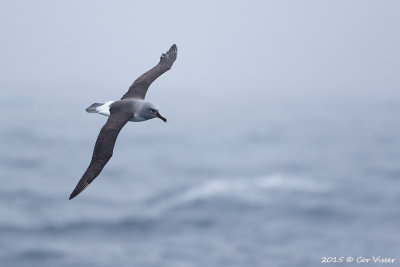 Grey-headed-Albatross.jpg