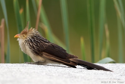 Guira-Cuckoo-2.jpg