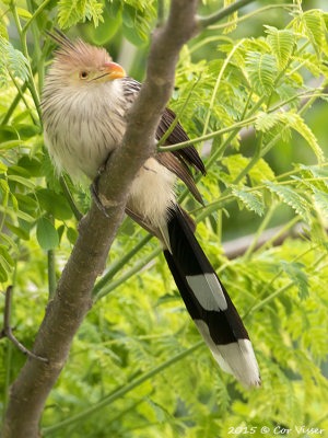 Guira-Cuckoo-3.jpg