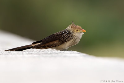 Guira-Cuckoo.jpg