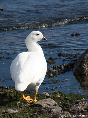 Kelp-Goose-2.jpg