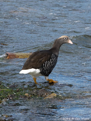 Kelp-Goose.jpg