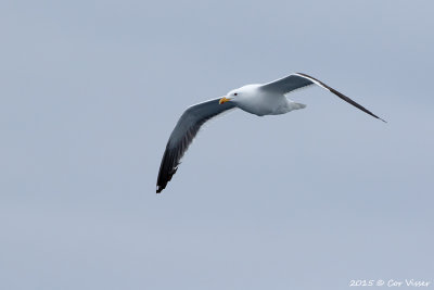 Kelp-Gull-2.jpg