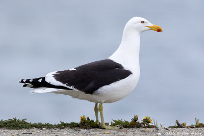 Kelp-Gull.jpg