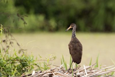 Limpkin.jpg