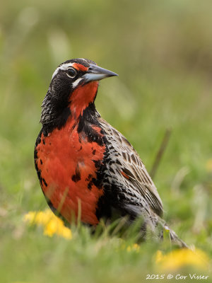 Long-tailed-Meadowlark-3.jpg