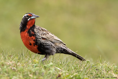 Long-tailed-Meadowlark-4.jpg