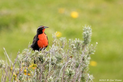 Long-tailed-Meadowlark.jpg
