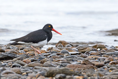 Magellanic-Oystercatcher.jpg