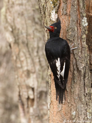 Magellanic-Woodpecker-3.jpg