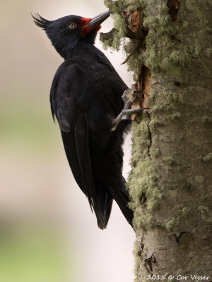 Magellanic-Woodpecker-4.jpg