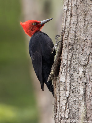 Magellanic-Woodpecker.jpg