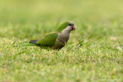 Monk-Parakeet.jpg