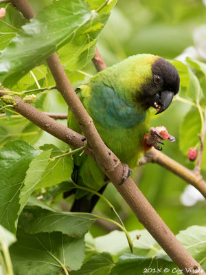 Nanday-Parakeet.jpg