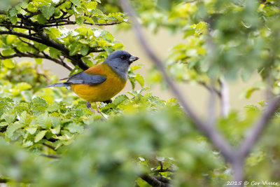 Patagonian-Sierra-Finch.jpg