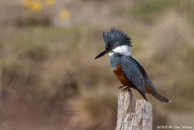 Ringed-Kingfisher-2.jpg