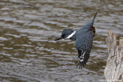 Ringed-Kingfisher.jpg