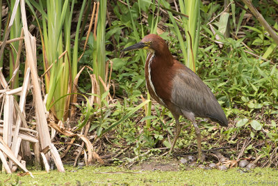 Rufescent-Tiger-Heron-2.jpg