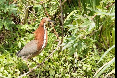 Rufescent-Tiger-Heron.jpg