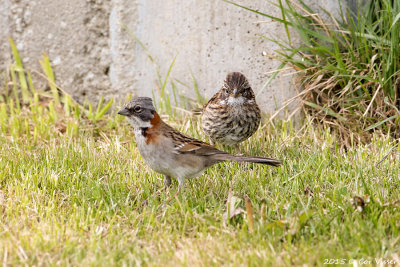 Rufous-collared-Sparrow-2.jpg
