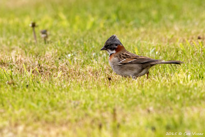 Rufous-collared-Sparrow-3.jpg