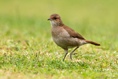 Rufous-Hornero.jpg