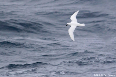 Snowy-Petrel-3.jpg