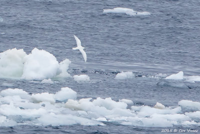 Snowy-Petrel.jpg